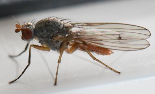 Tephrochlamys flavipes
